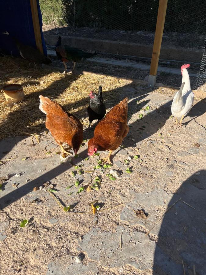 ييكلا Casa Rural Finca Juanamare المظهر الخارجي الصورة
